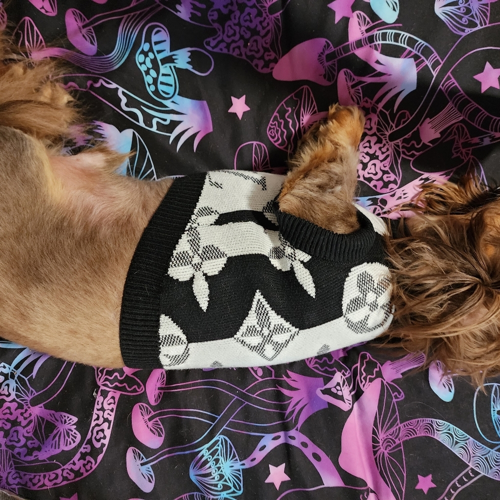 New Louisvuitton Dog Sweater 🐕❤️ - Picture 11 of 14